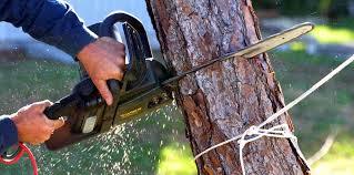 Best Storm Damage Tree Cleanup  in Leisure City, FL